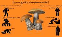 مهمترین علائم مسمومیت با قارچ سمی را بشناسیم 
