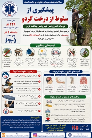 گردو 